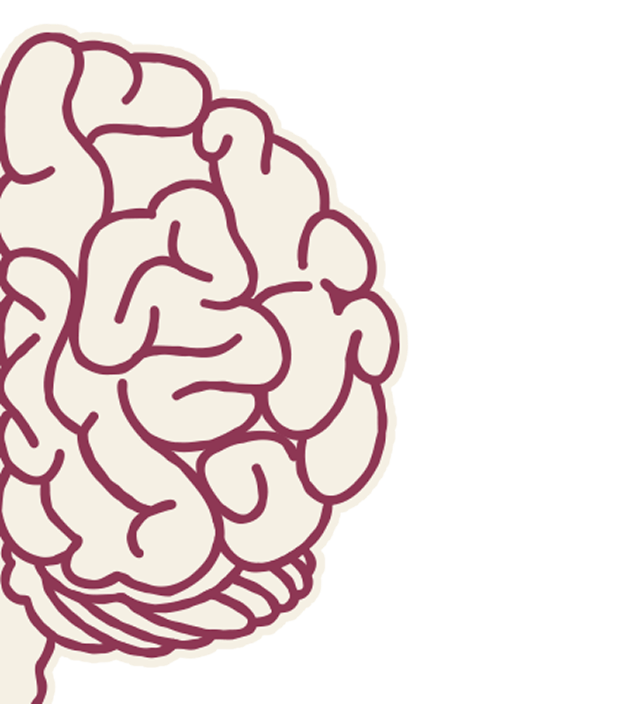 Right Brain Hemisphere